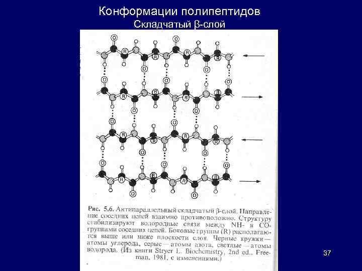 Конформации полипептидов Складчатый β-слой 37 