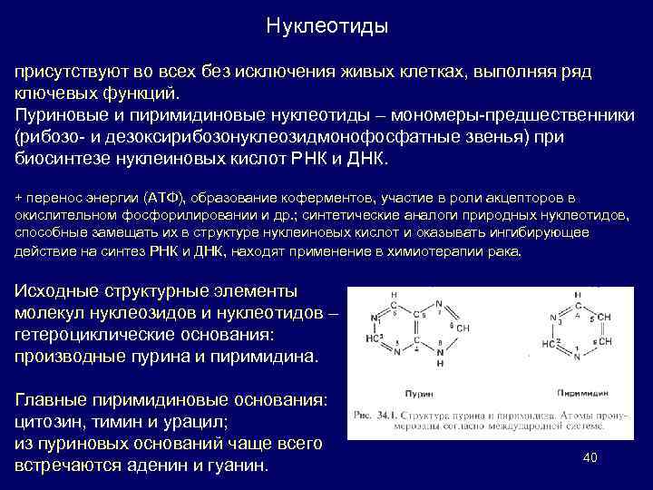 Нуклеотид применение. Роль пуриновых нуклеотидов в организме. Структура пуриновых и пиримидиновых нуклеотидов. Строение пуриновых и пиримидиновых нуклеотидов. Роль пиримидиновых нуклеотидов.
