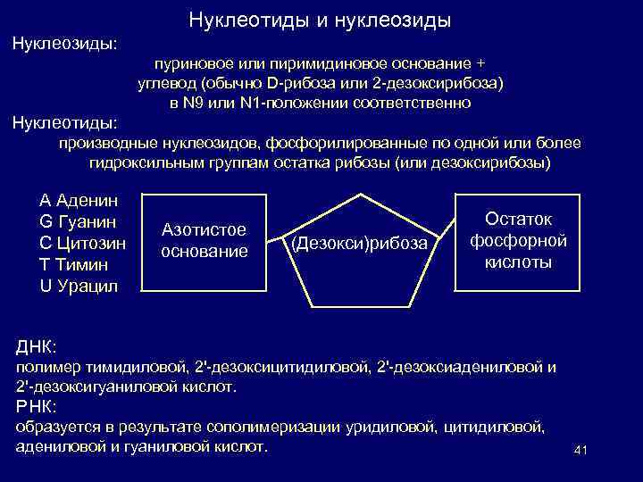 Нуклеотиды и нуклеозиды Нуклеозиды: пуриновое или пиримидиновое основание + углевод (обычно D-рибоза или 2