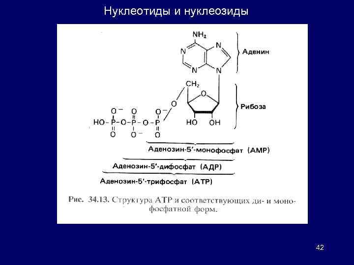 Длина нуклеотида. Ди- и трифосфонуклеозиды аденина. Формула нуклеотида аденина. Нуклеотид и нуклеозид. Строение нуклеозидов и нуклеотидов.