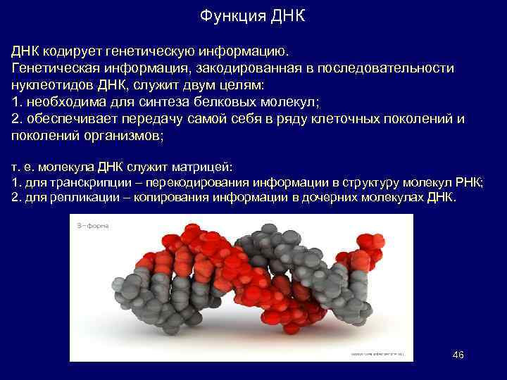 Последовательность нуклеотидов на мрнк цгг ггц