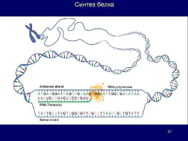 Синтез белка 51 