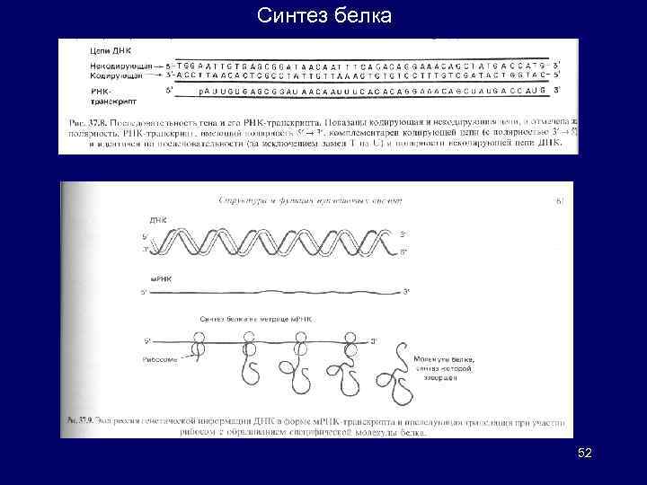 Синтез белка 52 