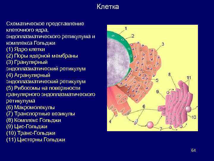 Гранулярный ретикулум