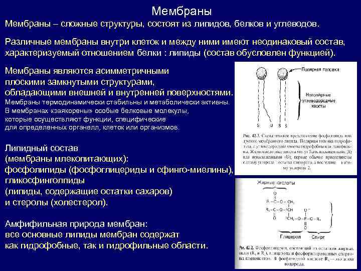Мембраны – сложные структуры, состоят из липидов, белков и углеводов. Различные мембраны внутри клеток