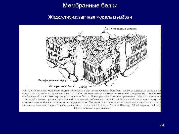 Физические модели мембран. Жидкостно мозаичная модель клеточной мембраны. Жидкостно-мозаичная модель строения мембраны. Мозаичная модель биологической мембраны. Жидкостно-мозаичная модель мембраны рисунок-схема.