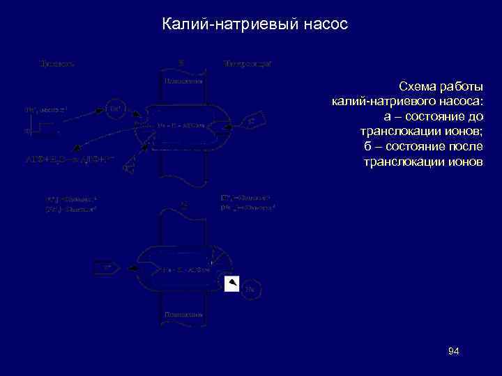 Калий-натриевый насос Схема работы калий-натриевого насоса: а – состояние до транслокации ионов; б –