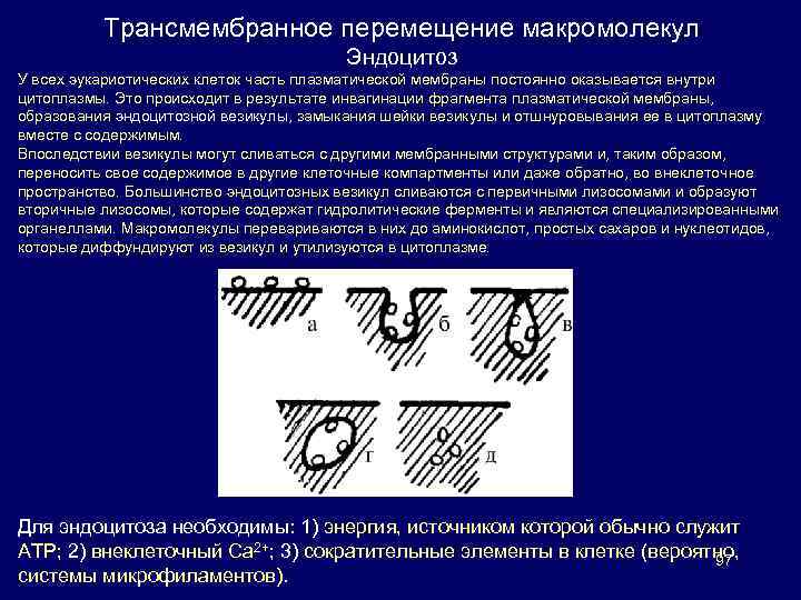 Трансмембранное перемещение макромолекул Эндоцитоз У всех эукариотических клеток часть плазматической мембраны постоянно оказывается внутри