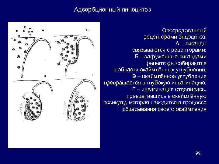 Адсорбционный пиноцитоз Опосредованный рецепторами эндоцитоз: А – лиганды связываются с рецепторами; Б – загруженные