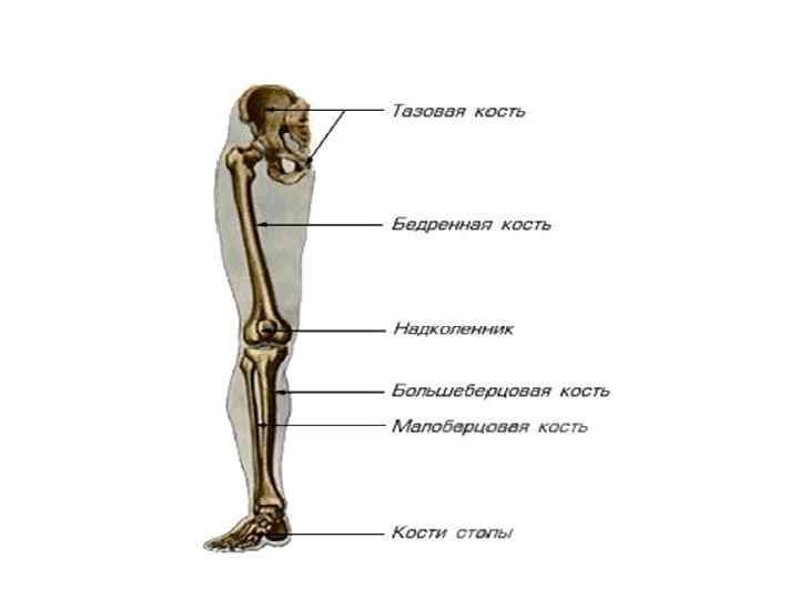 Последовательность костей. Пояс нижних конечностей Остеология. Кости нижне1 конечности. Последовательность расположения костей нижней конечности. Скелет свободной нижней конечности образован костями.