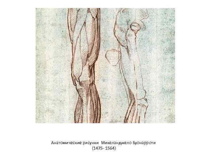 Анатомические рисунки Микеланджело Буонарроти (1475 - 1564) 