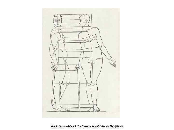 Анатомические рисунки Альбрехта Дюрера 
