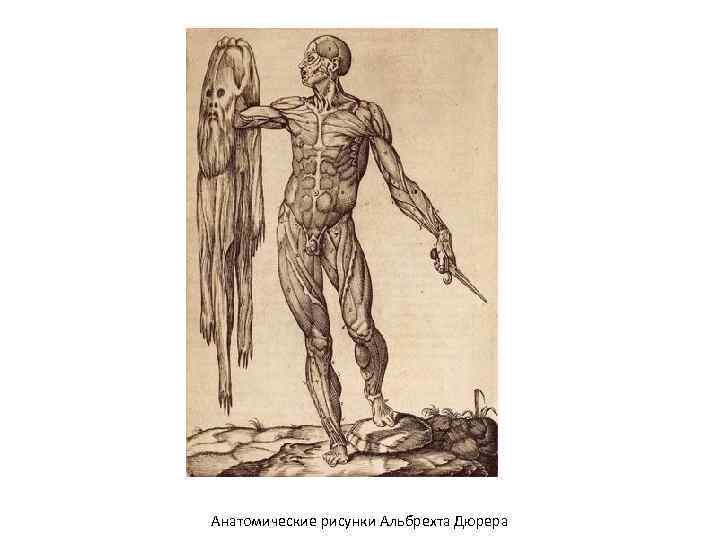 Анатомические рисунки Альбрехта Дюрера 