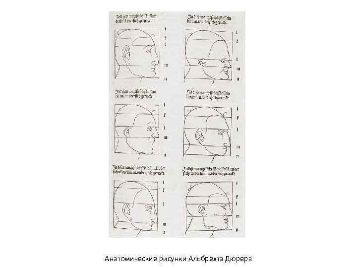 Анатомические рисунки Альбрехта Дюрера 