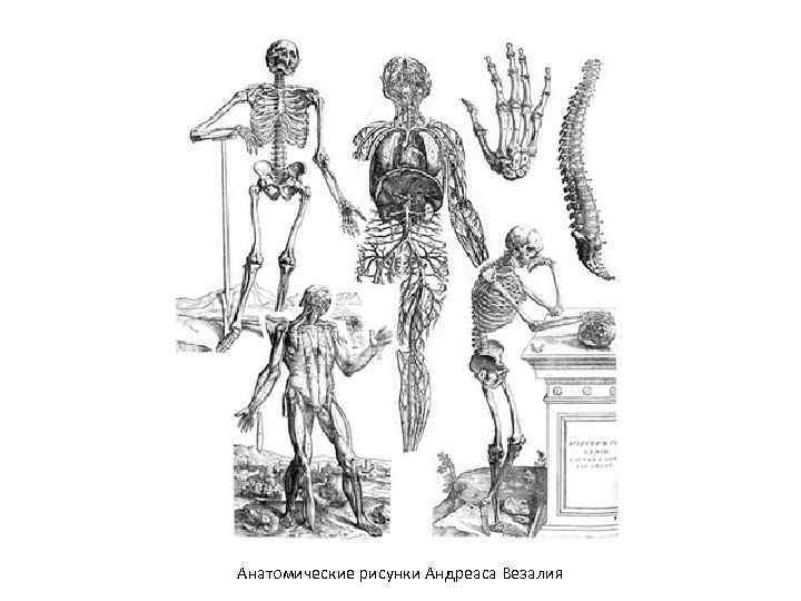 Анатомические рисунки Андреаса Везалия 