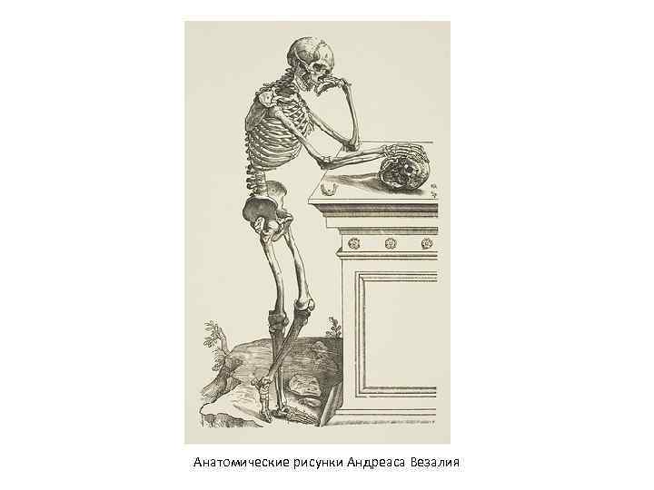 Анатомические рисунки Андреаса Везалия 