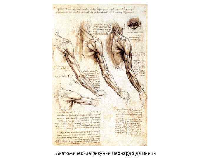 Анатомические рисунки Леонардо да Винчи 
