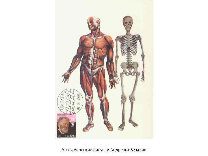 Анатомические рисунки Андреаса Везалия 