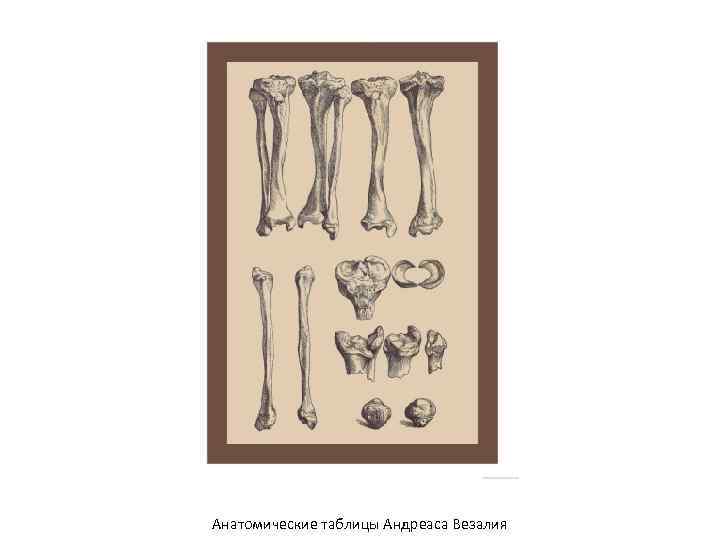 Анатомические таблицы Андреаса Везалия 