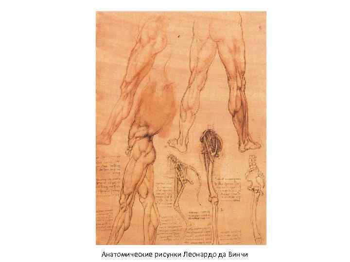 Анатомические рисунки Леонардо да Винчи 
