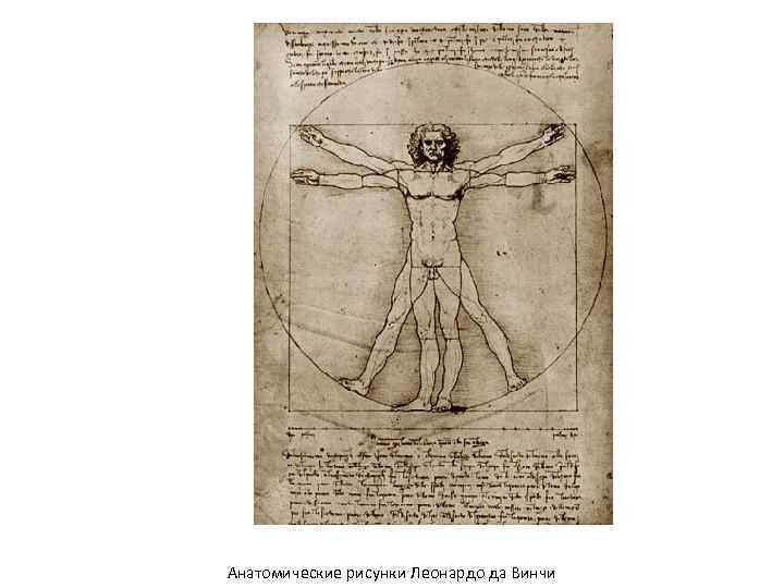 Анатомические рисунки Леонардо да Винчи 