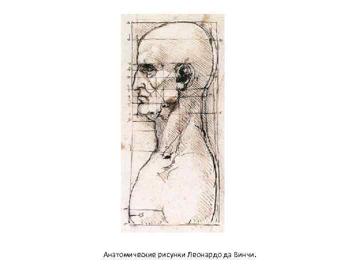 Анатомические рисунки Леонардо да Винчи. 