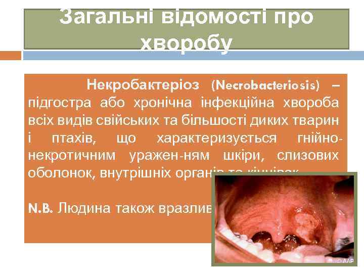Загальні відомості про хворобу Некробактеріоз (Necrobacteriosis) – підгостра або хронічна інфекційна хвороба всіх видів