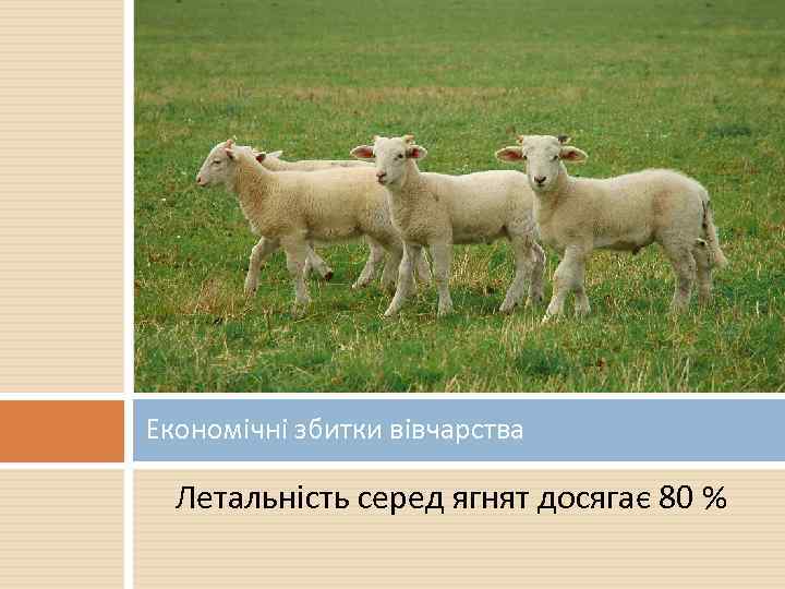Економічні збитки вівчарства Летальність серед ягнят досягає 80 % 