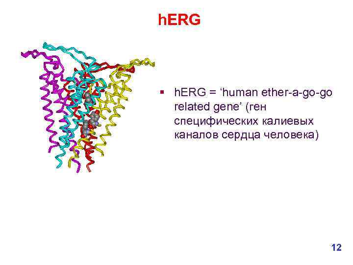 h. ERG § h. ERG = ‘human ether-a-go-go related gene’ (ген специфических калиевых каналов