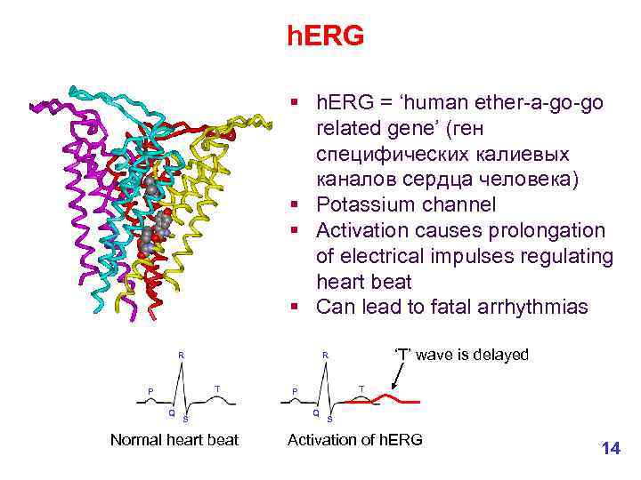 h. ERG § h. ERG = ‘human ether-a-go-go related gene’ (ген специфических калиевых каналов