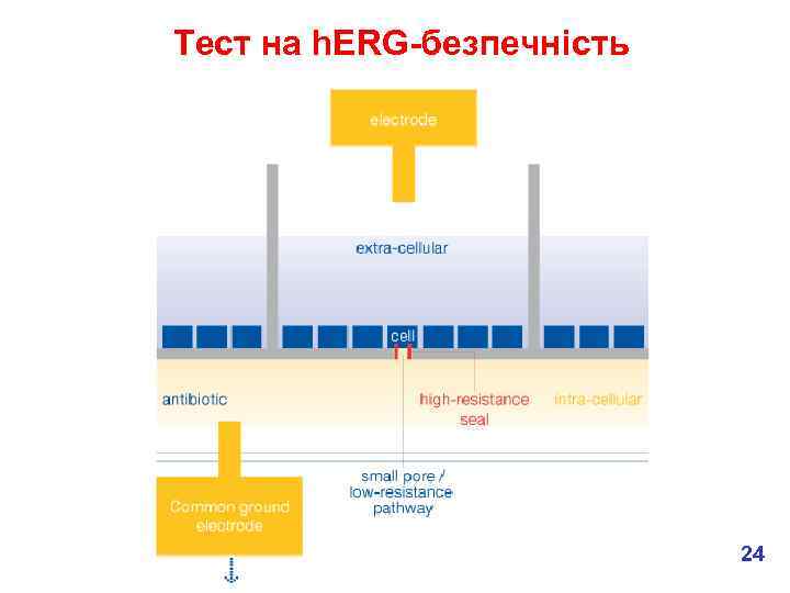 Тест на h. ERG-безпечність 24 