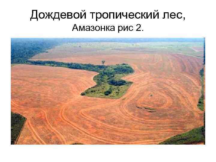 Дождевой тропический лес, Амазонка рис 2. 