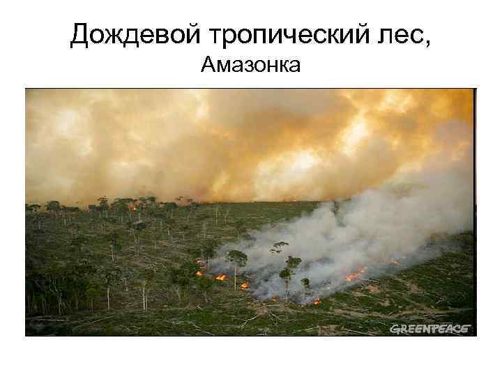 Дождевой тропический лес, Амазонка 