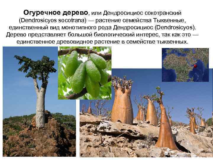 Огуречное дерево, или Дендросициос сокотранский (Dendrosicyos socotrana) — растение семейства Тыквенные, единственный вид монотипного