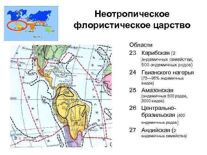 Неотропическое флористическое царство Области 23 Карибская (2 эндемичных семейства, 500 эндемичных родов) 24 Гвианского