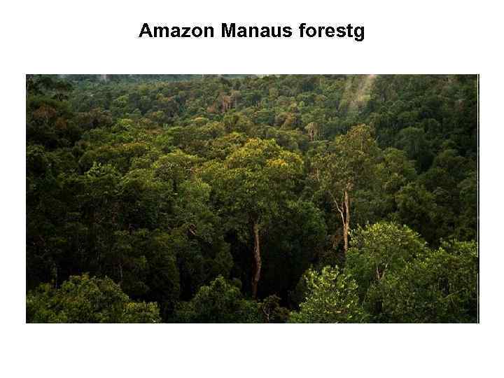 Amazon Manaus forestg 