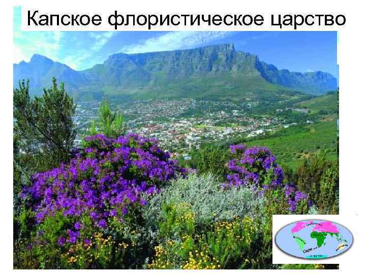 Капское флористическое царство 