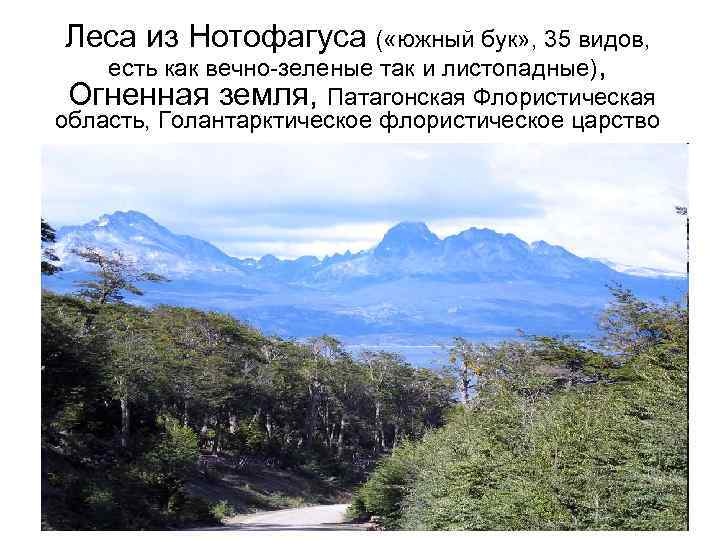 Леса из Нотофагуса ( «южный бук» , 35 видов, есть как вечно-зеленые так и