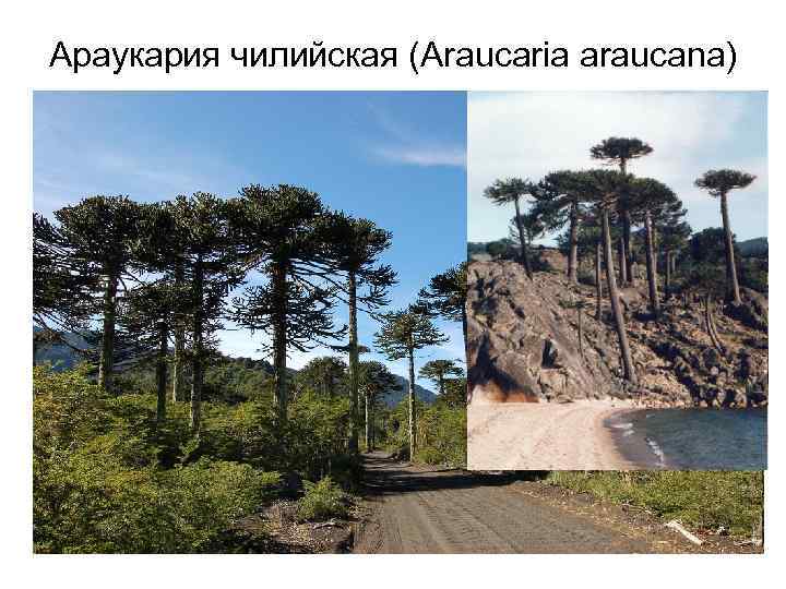 Араукария чилийская (Araucaria araucana) 