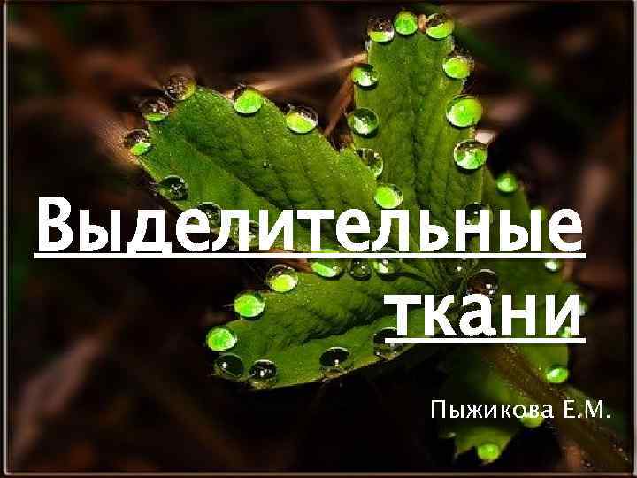 Выделительные ткани Пыжикова Е. М. 