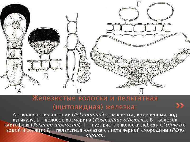 Железистые волоски и пельтатная (щитовидная) железка: А - волосок пеларгонии (Pelargonium) с экскретом, выделенным