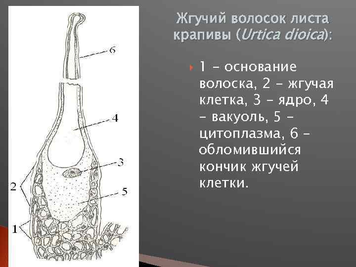 Жгучий волосок листа крапивы (Urtica dioica): 1 - основание волоска, 2 - жгучая клетка,