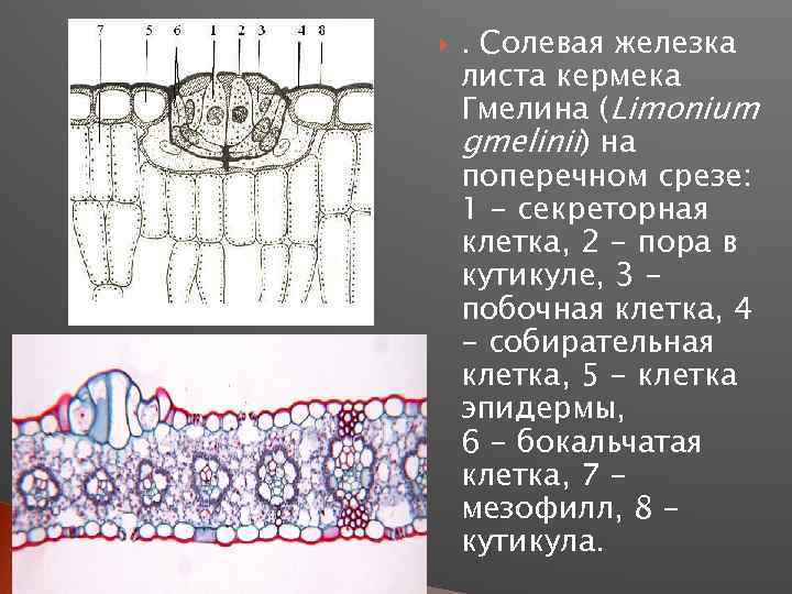  . Солевая железка листа кермека Гмелина (Limonium gmelinii) на поперечном срезе: 1 -
