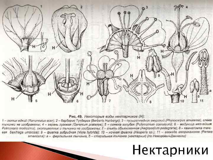 Нектарники 