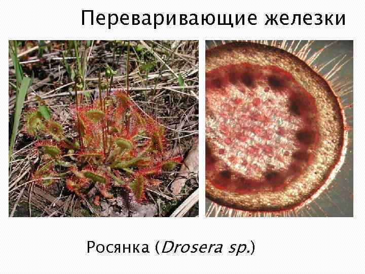 Переваривающие железки Росянка (Drosera sp. ) 