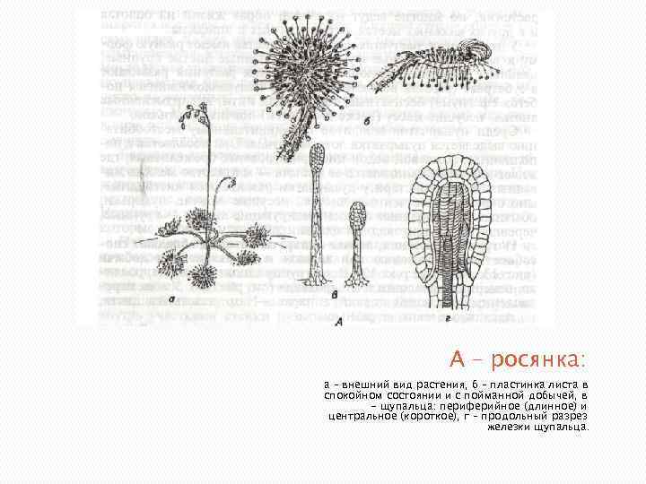 А – росянка: а – внешний вид растения, б – пластинка листа в спокойном