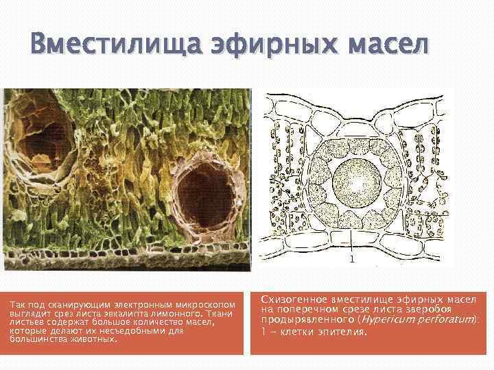 Вместилища эфирных масел Так под сканирующим электронным микроскопом выглядит срез листа эвкалипта лимонного. Ткани