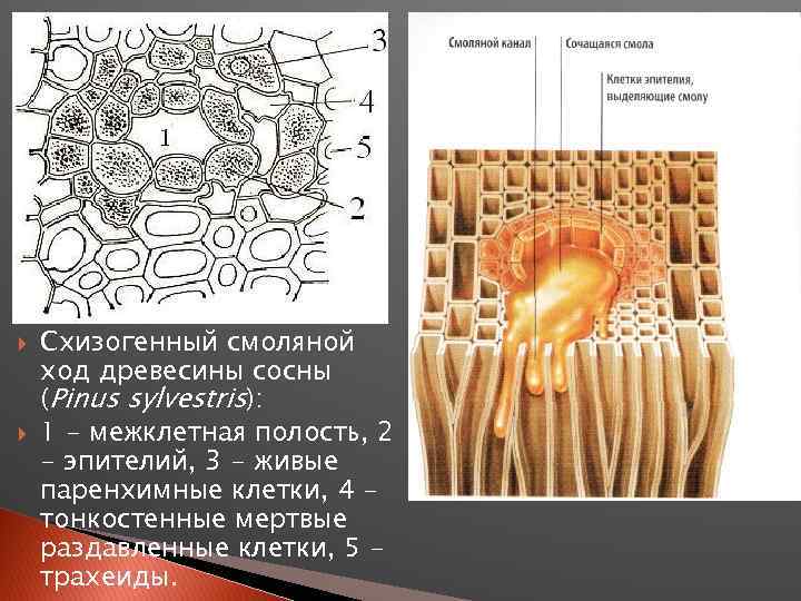  Схизогенный смоляной ход древесины сосны (Pinus sylvestris): 1 - межклетная полость, 2 -