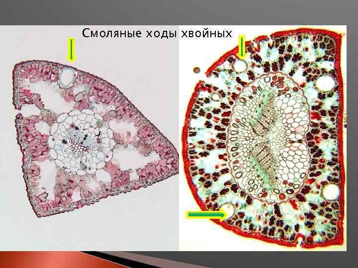 Смоляные ходы хвойных 