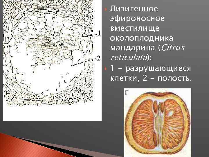  Лизигенное эфироносное вместилище околоплодника мандарина (Citrus reticulata): 1 - разрушающиеся клетки, 2 -